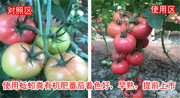 tʹЧ